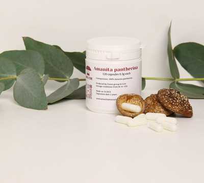 Amanita pantherina capsules